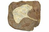 Fossil Ginkgo Leaf From North Dakota - Paleocene #262262-1